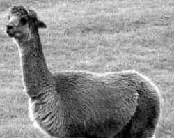 Mapua Digital Photography Group capture an alpaca on a field trip.